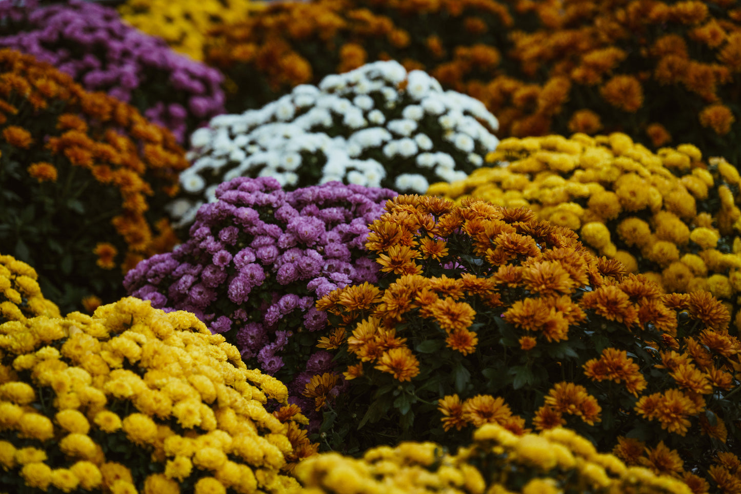 Flowerbomb - Our Version for Women