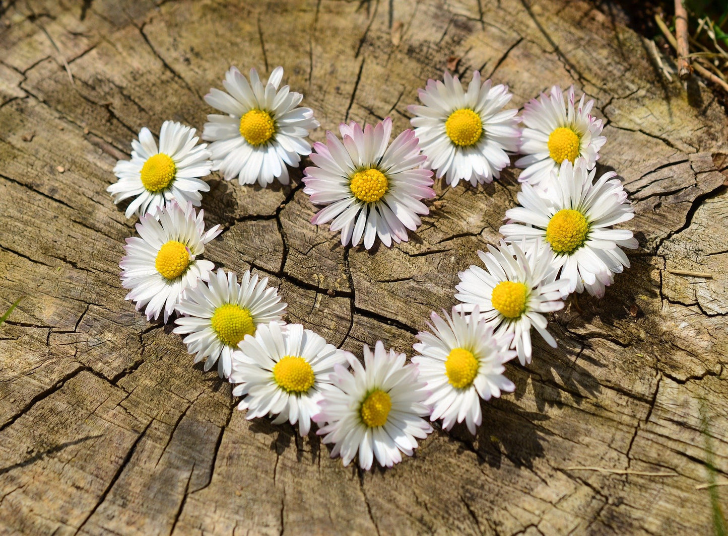 Daisy - Our Version for Women - Premium Fragrance & Body Oil