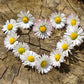 Daisy - Our Version for Women - Premium Fragrance & Body Oil
