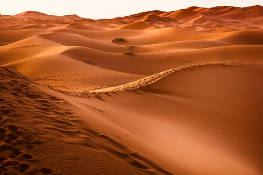 Golden Sand - Premium Fragrance & Body Oil