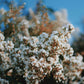 Amber White - Premium Fragrance & Body Oil